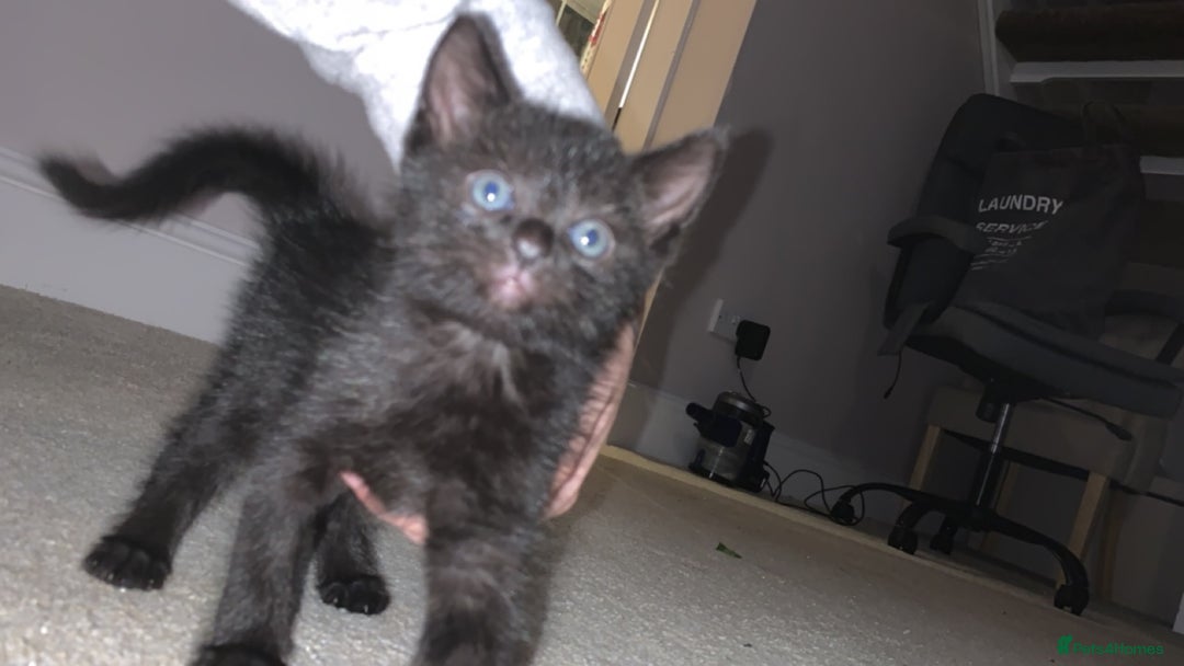 Mixed Breed cats for sale: 2 beautiful kittens for sale - Advert 3