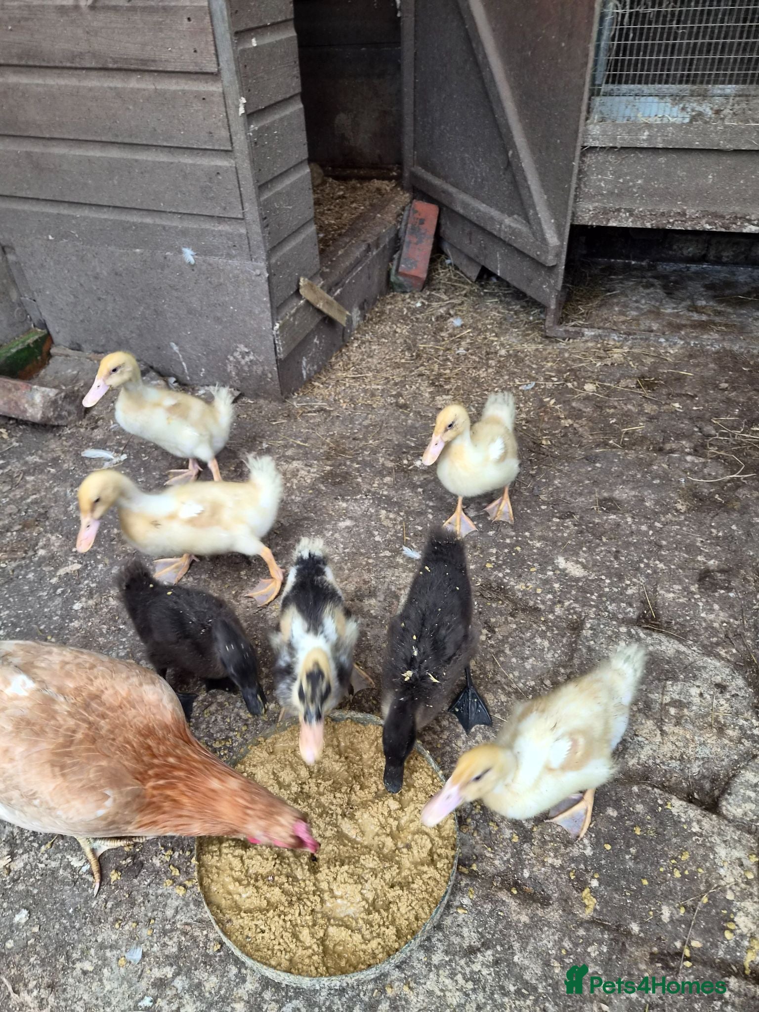 Mixed Breed poultry 4 white ducklings for sale £15 each  - Advert 1