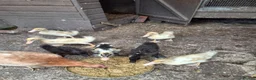 Mixed Breed poultry for sale: 4 white ducklings for sale £15 each  in Manchester - Advert 1