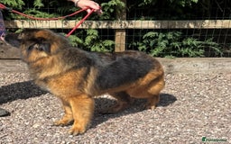 German Shepherd dogs for sale: 5 yr old GSD - Image 2