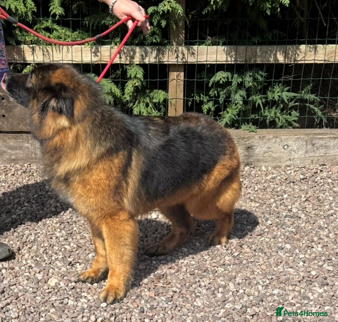 German Shepherd dogs for sale: 5 yr old GSD - Image 2