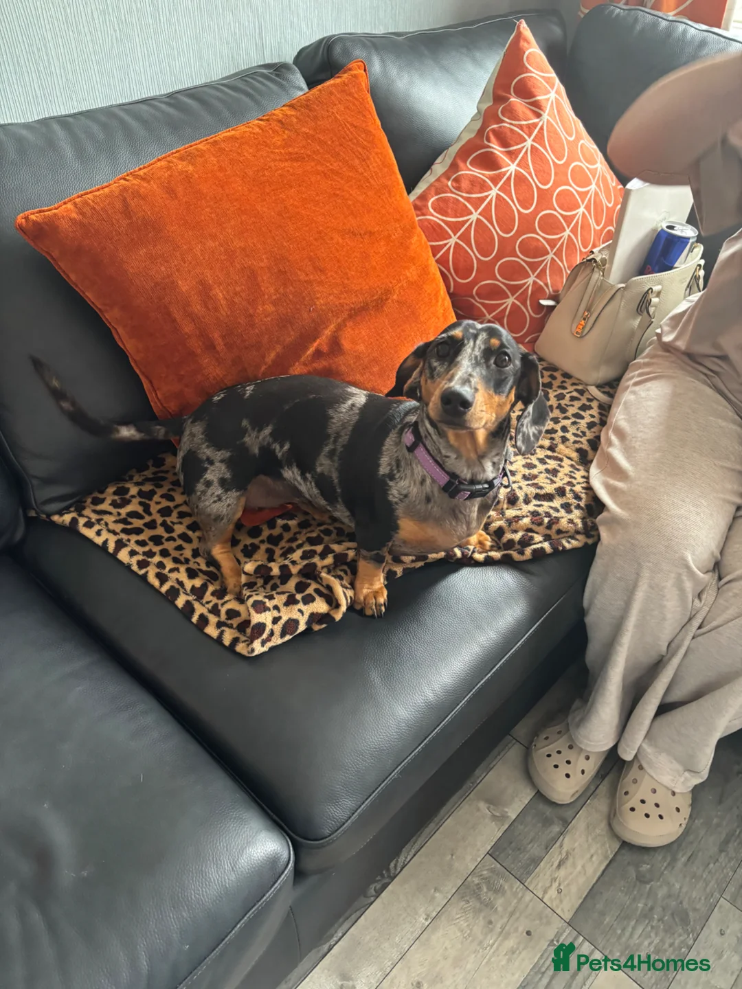 Dachshund dogs for sale: Silver dappled dachshund looking for a new home. in Burnham-on-Sea - Advert 4