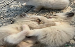 Ragdoll cats for sale: Ragdoll kittens  - Image 20