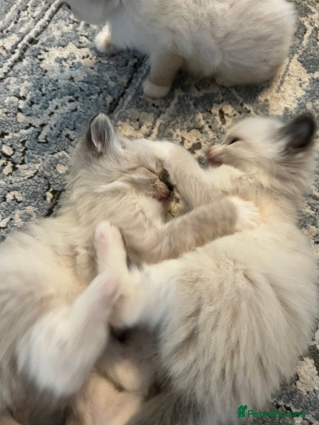 Ragdoll cats for sale: Ragdoll kittens  - Image 20