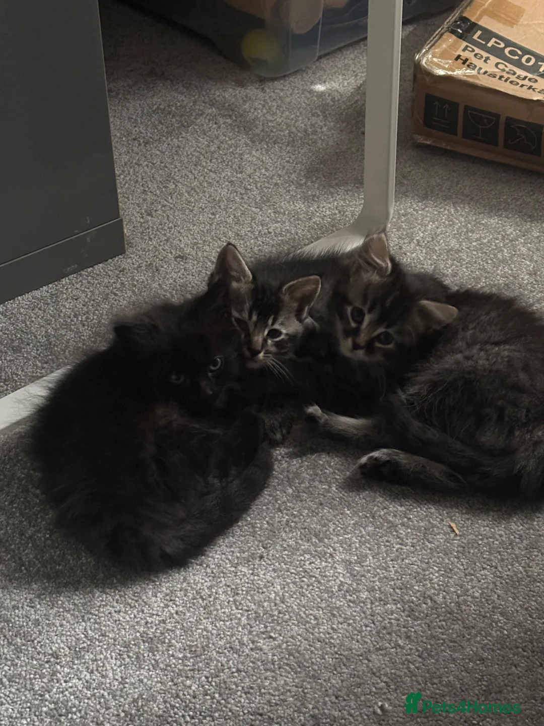 Mixed Breed cats for sale: Tabby kitten (female)  - Advert 4