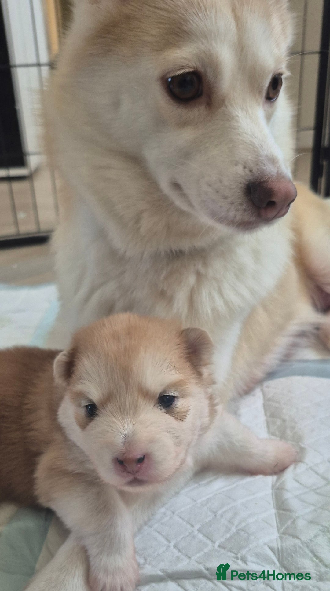 Pomsky dogs for sale: 🐾 New Year Pomsky Puppies – Mini Husky 🐾 - Advert 2