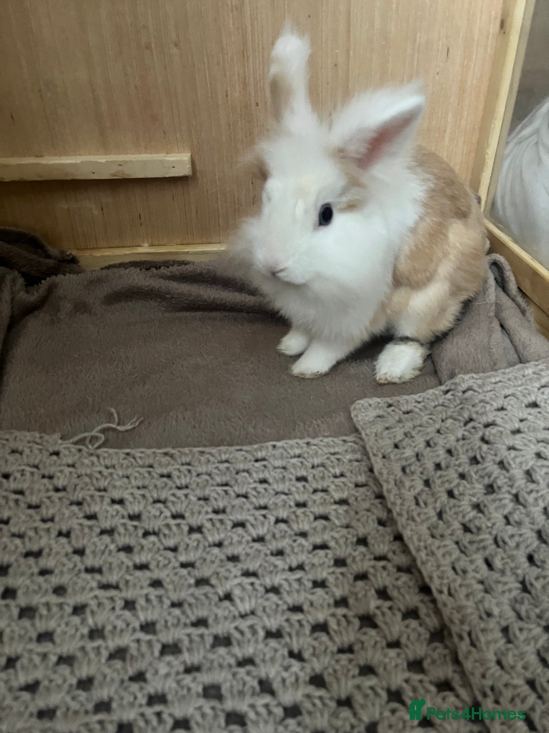 Lionhead rabbits for sale: Lionhead rabbit  - Image 2