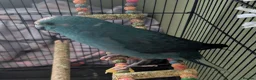 Parrots birds for sale: Young male kakariki - Advert 1
