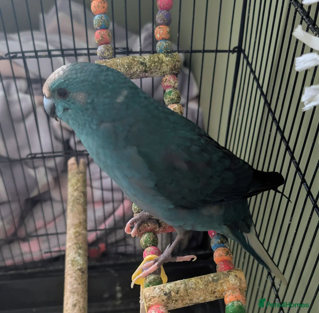 Parrots birds for sale: Young male kakariki - Advert 1