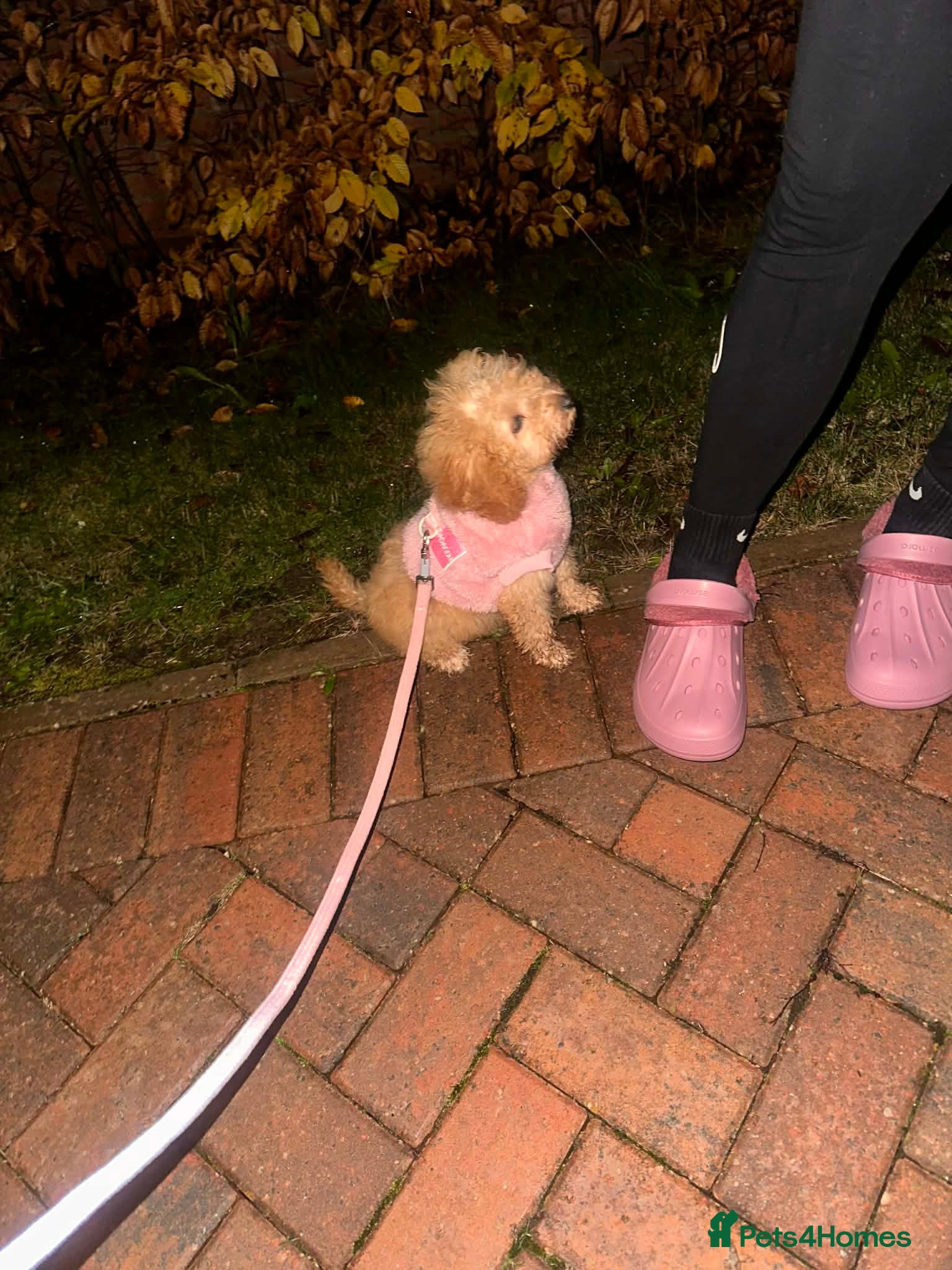 Cockapoo dogs Cockapoo puppy  - Advert 2