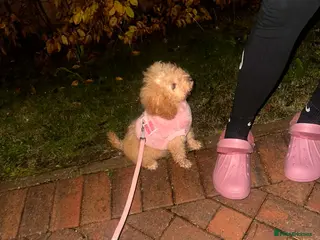 Cockapoo dogs Cockapoo puppy - Advert 2