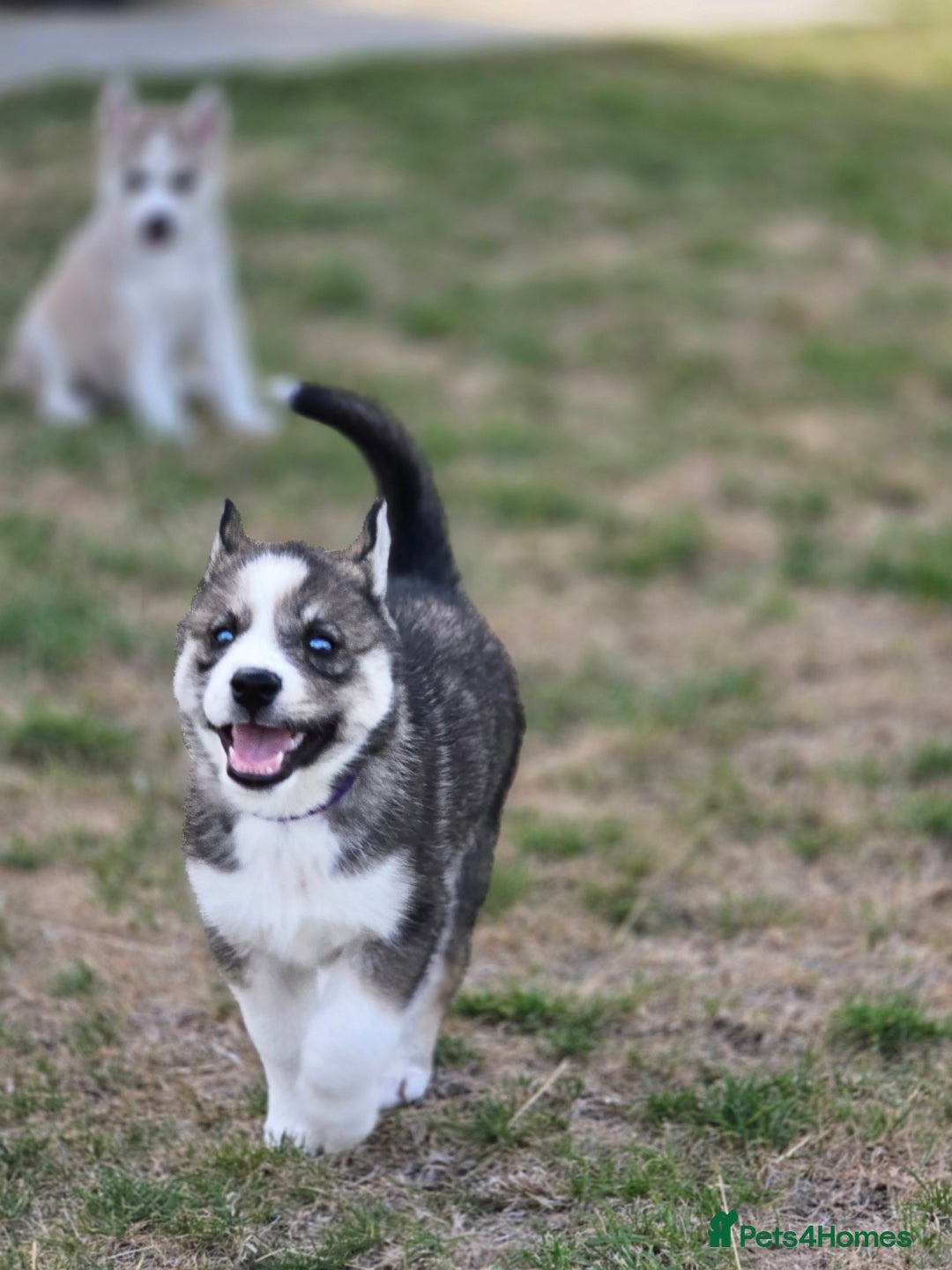 Siberian Husky dogs for sale: Stunning Pure siberian husky pups - Image 5