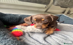Mixed Breed dogs for sale: Dorkie Puppies  - Image 7