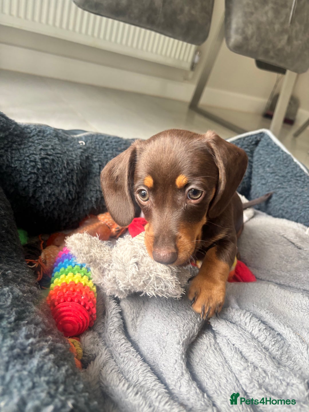 Mixed Breed dogs for sale: Dorkie Puppies  - Image 7
