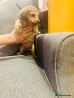 Miniature Dachshund dogs Our pick of the litter! Cream Female Mini Dach - Advert 7