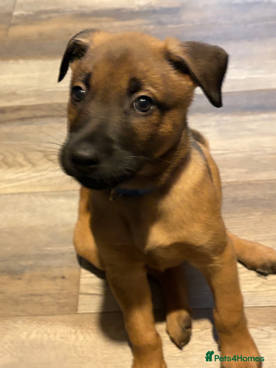 Mixed Breed dogs for sale: Belgian mali cross bullgreyhound PUPPIES  - Advert 26