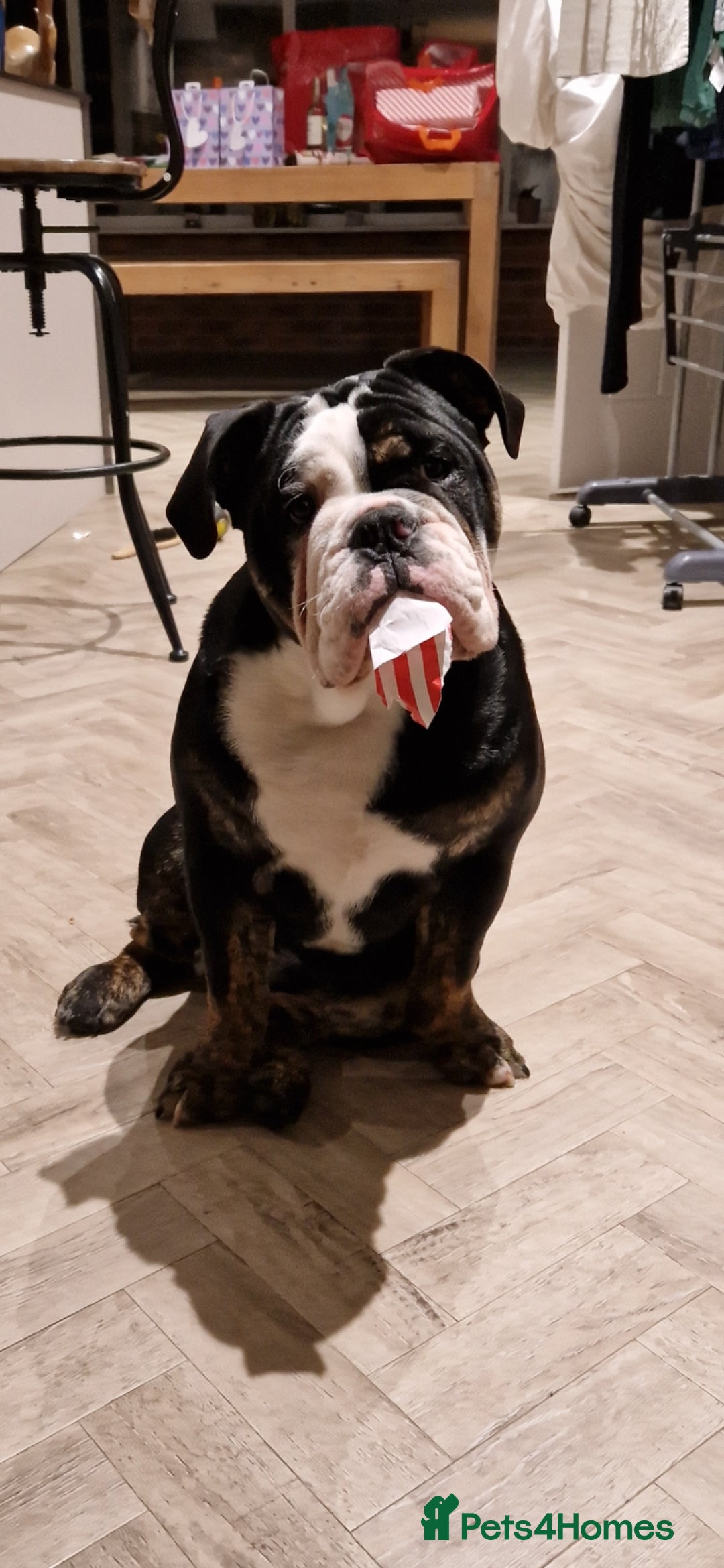 Olde English Bulldogge dogs for stud: Vinnie the olde english bulldogge - Advert 21