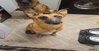 Belgian Shepherd Dog dogs Belgium Malinos shepard puppys - Advert 3