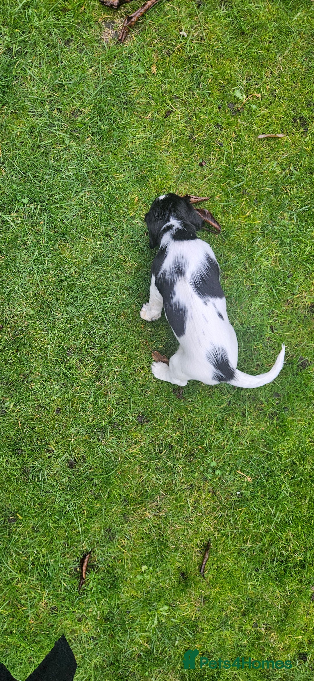 English Springer Spaniel dogs for sale: ✨ KC Registered Springer Spaniel Puppies ✨ - Advert 24