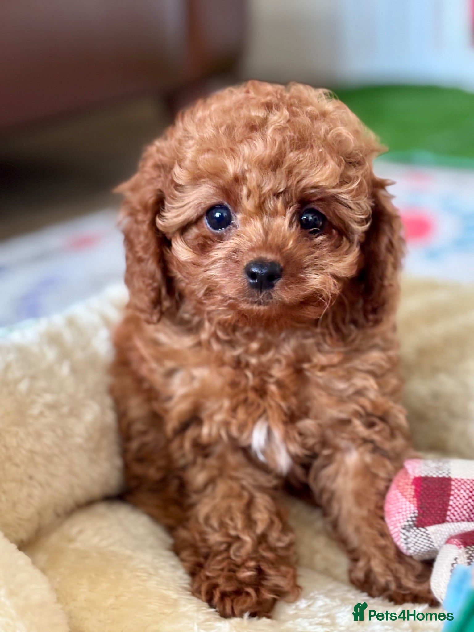 Cavapoo dogs TOY CAVAPOOS - Fully health checked and vaccinated - Advert 2