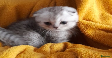 Scottish Fold cats in Aberdare - Advert 2