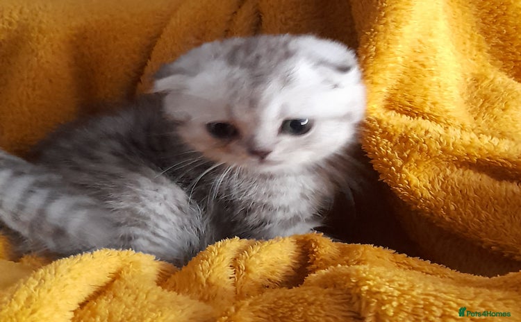 Scottish Fold cats in Aberdare - Advert 2