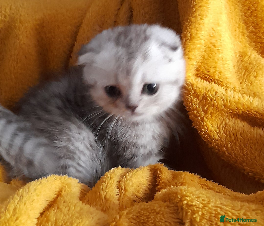 Scottish Fold cats for sale: LAST BOY FOLD. OPEN TO OFFERS.  in Aberdare - Image 2