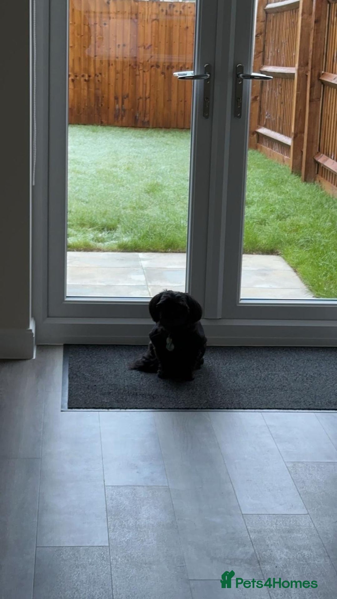 Shih Tzu dogs for sale: Shih Tzu 10 years old dog needing to be rehomed!!  - Advert 5