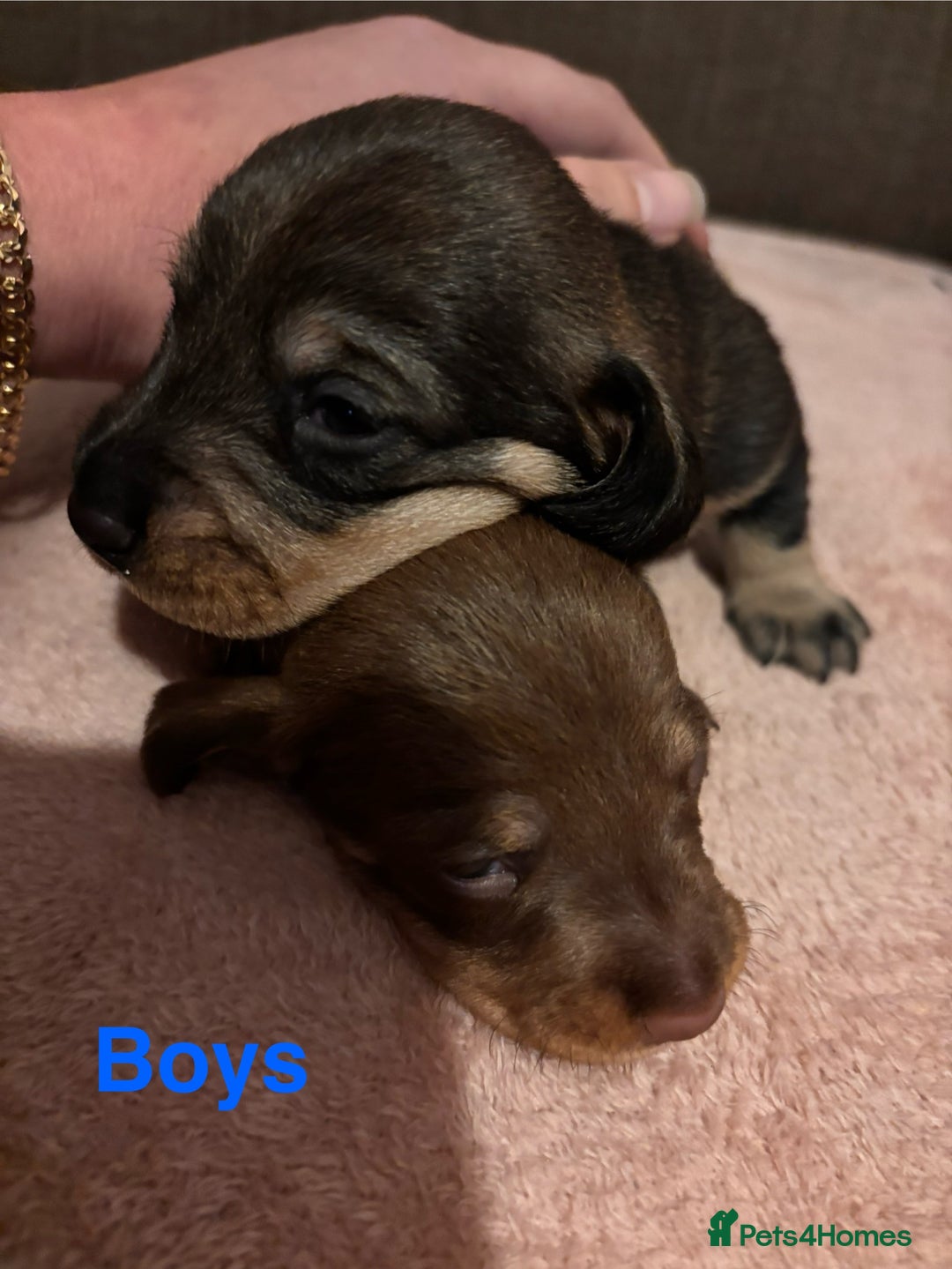 Dachshund dogs for sale: Wirehaired dachshund puppies  - Advert 6