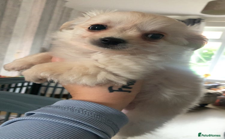 Chihuahua dogs - Advert 1