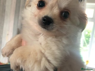 Chihuahua dogs - Advert 22