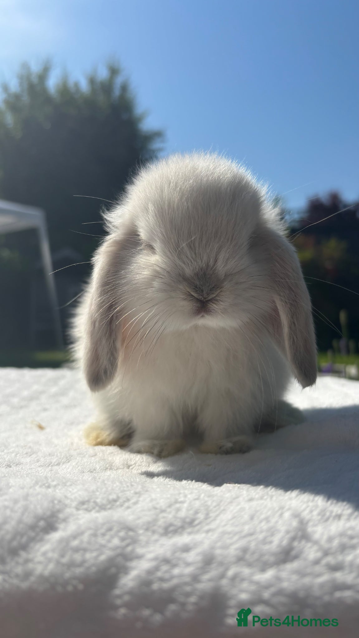 Mini Lop rabbits Gorgeous Pure Bred Mini Lop Baby Rabbits - Advert 2