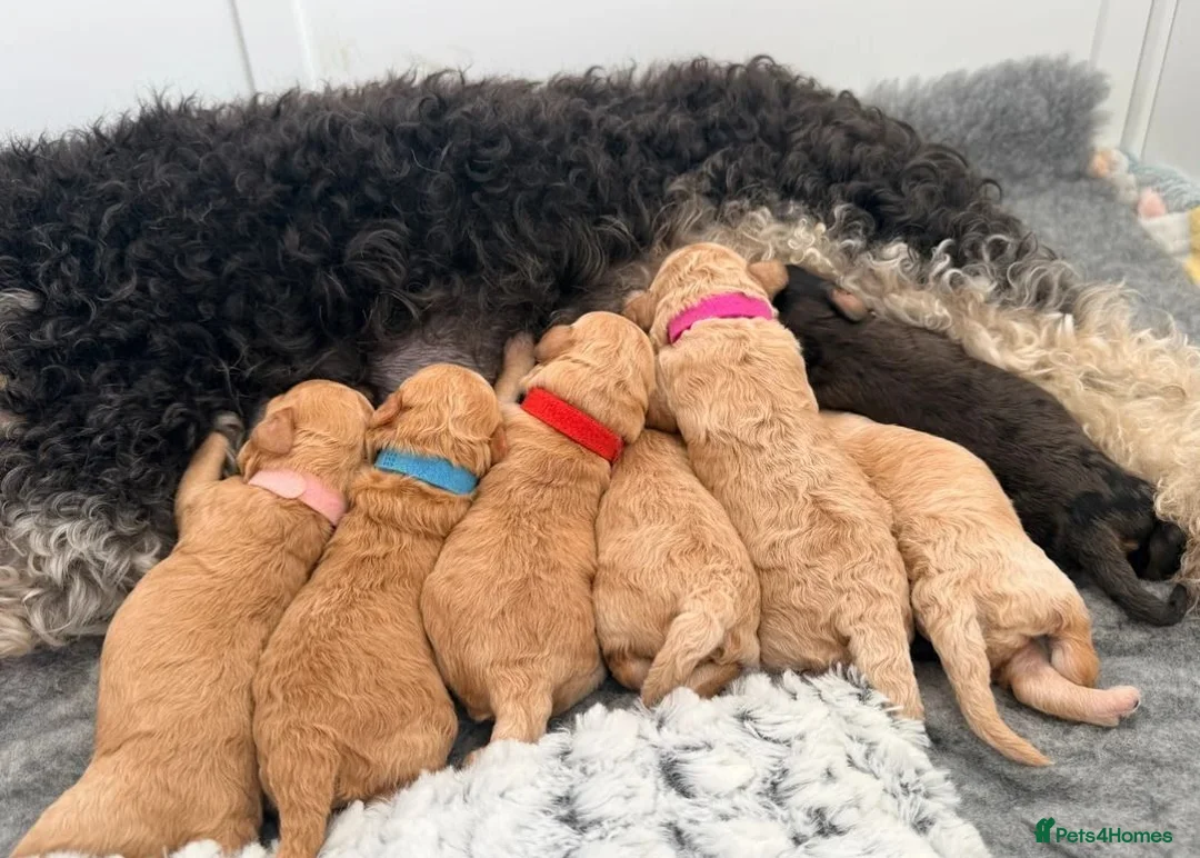 Cockapoo dogs for sale:  Beautiful Cockapoo Puppies  ready to reserve - Advert 6