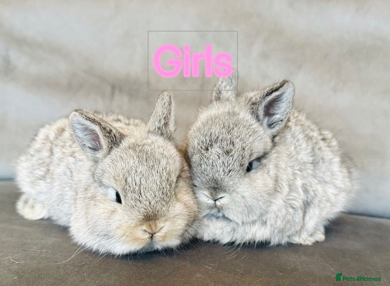 Mixed Breed rabbits Ready 34STER WEEKEND beautiful well handled babies - Advert 8