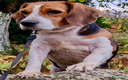 Beagle dogs for adoption: Mona - female Beagle - Image 5