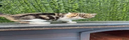 Exotic cats for sale: Hello my name is Agnus - Advert 7