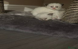 Ragdoll cats for sale: Ragdoll kittens  - Image 25