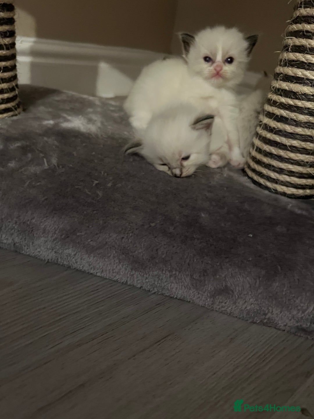 Ragdoll cats for sale: Ragdoll kittens  - Image 25