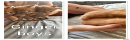 Mixed Breed cats for sale: Beautiful kittens ready now  in Birmingham - Advert 5