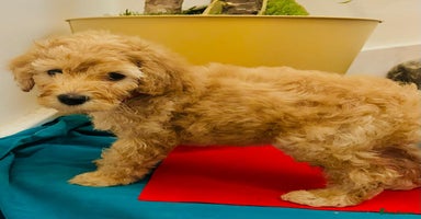 Labradoodle dogs - Advert 8
