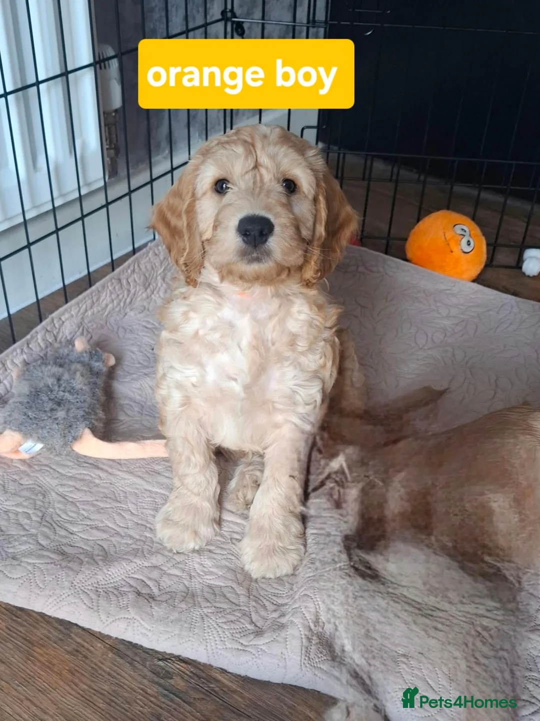 Cockapoo dogs for sale: F1B cockapoo puppies  - Advert 20