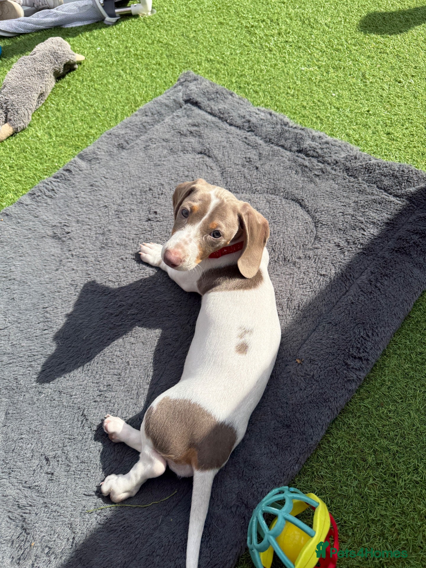 Dachshund dogs Dachshund piebald Puppy READY NOW  - Advert 20