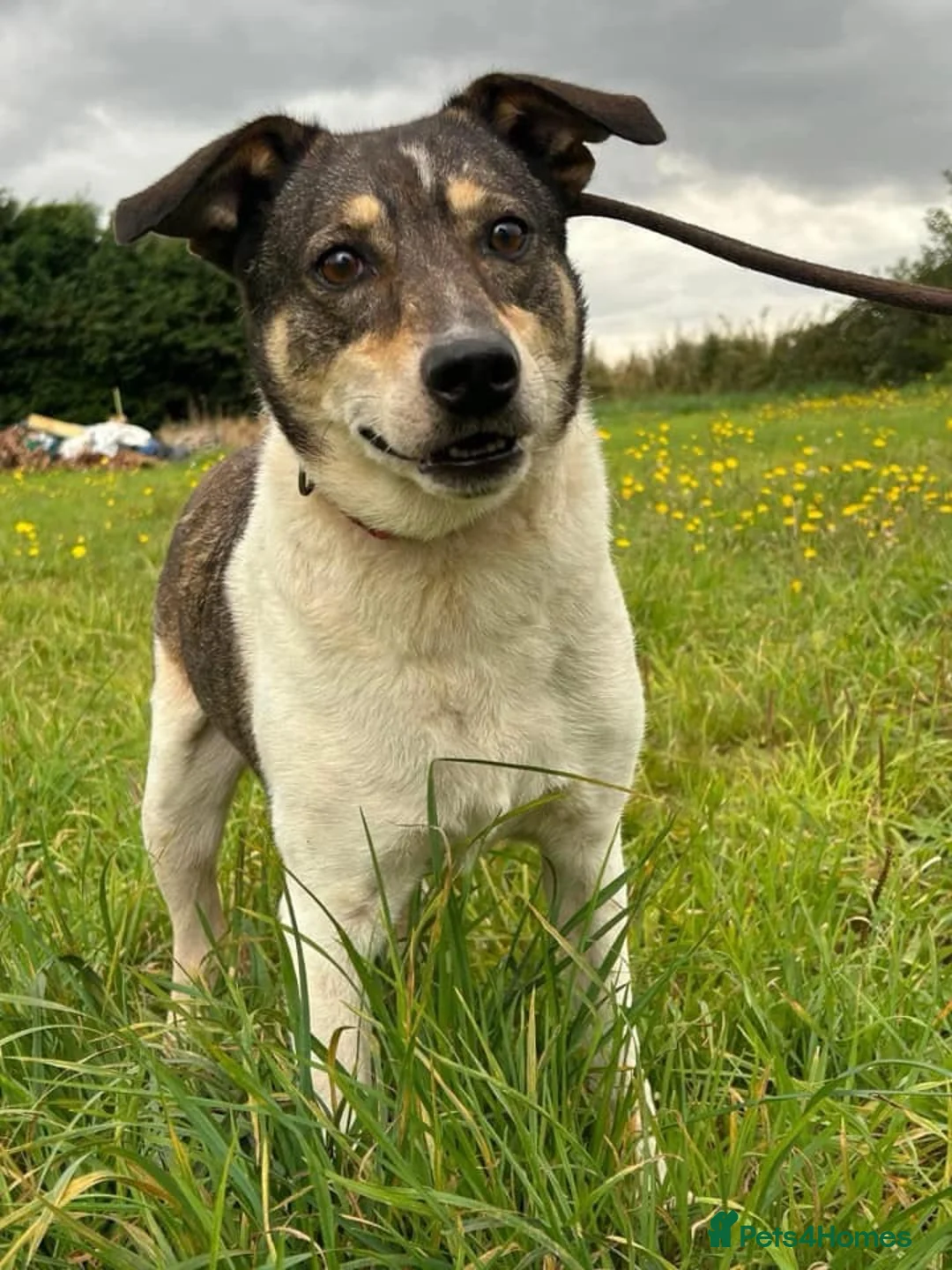 Mixed Breed dogs for adoption: Benjamin - Norwich Norfolk  in Norwich - Advert 14