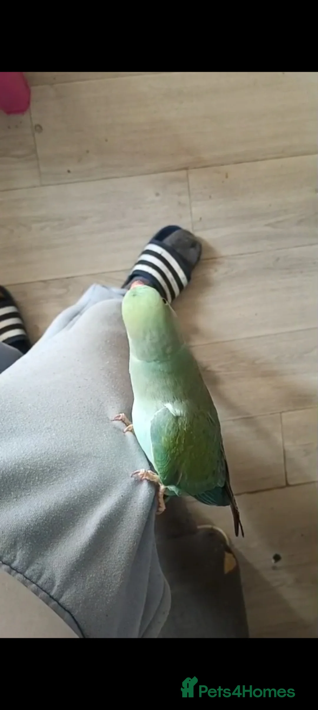 Ringnecks birds for sale: Indian ringneck 2years old - Advert 4