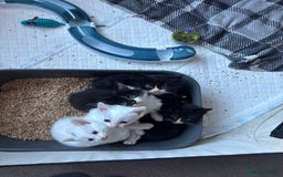 Domestic Shorthair cats for sale: 3 beautiful male kittens - Image 3