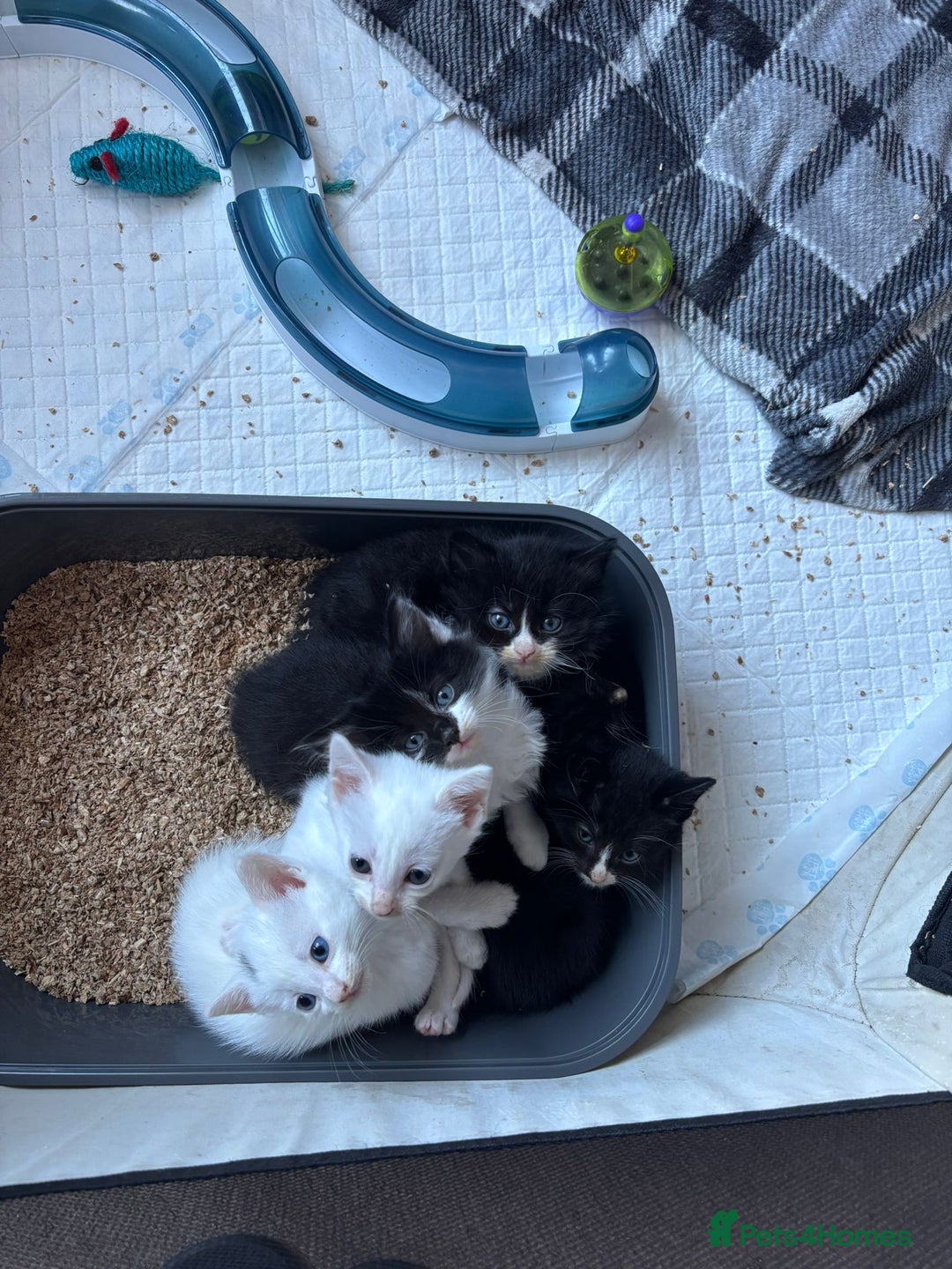 Domestic Shorthair cats for sale: 3 beautiful male kittens - Image 3