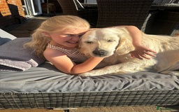Golden Retriever dogs for sale: Adorable English cream golden retriever  - Image 6