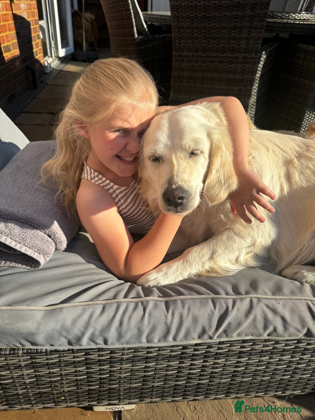 Golden Retriever dogs for sale: Adorable English cream golden retriever  - Image 6