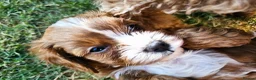 Cavapoo dogs for sale: Cavapoo puppies (toy)DNA CLEAR - Advert 23