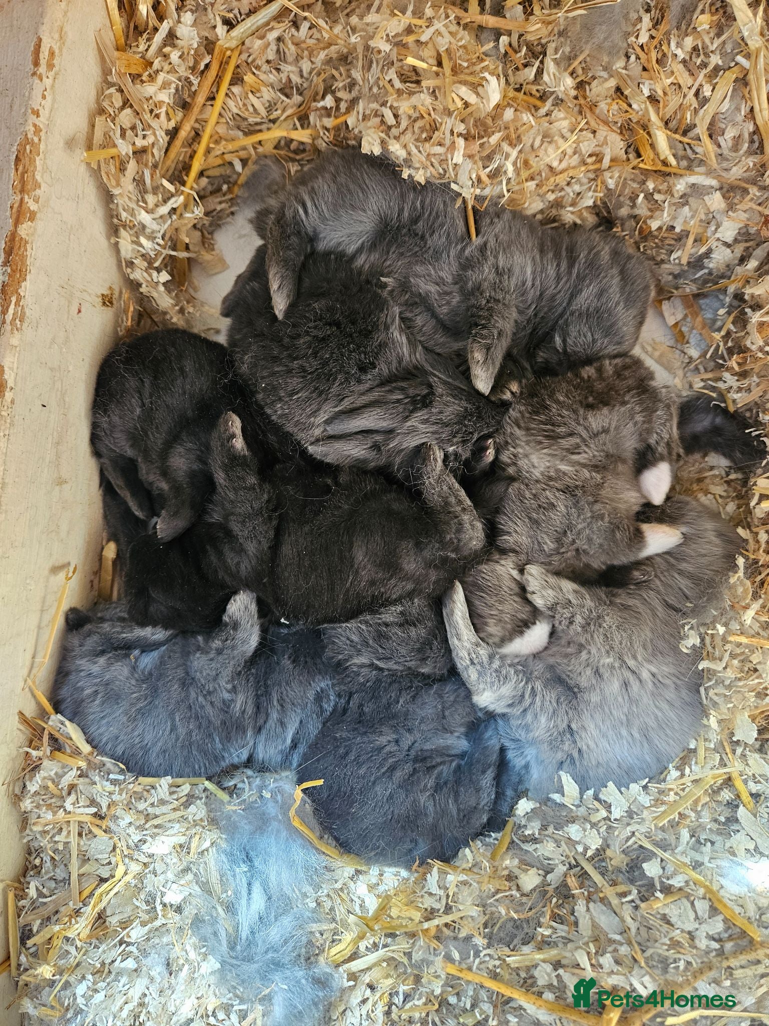 Mixed Breed rabbits Mini Lop Rabbits for Sale - Advert 1